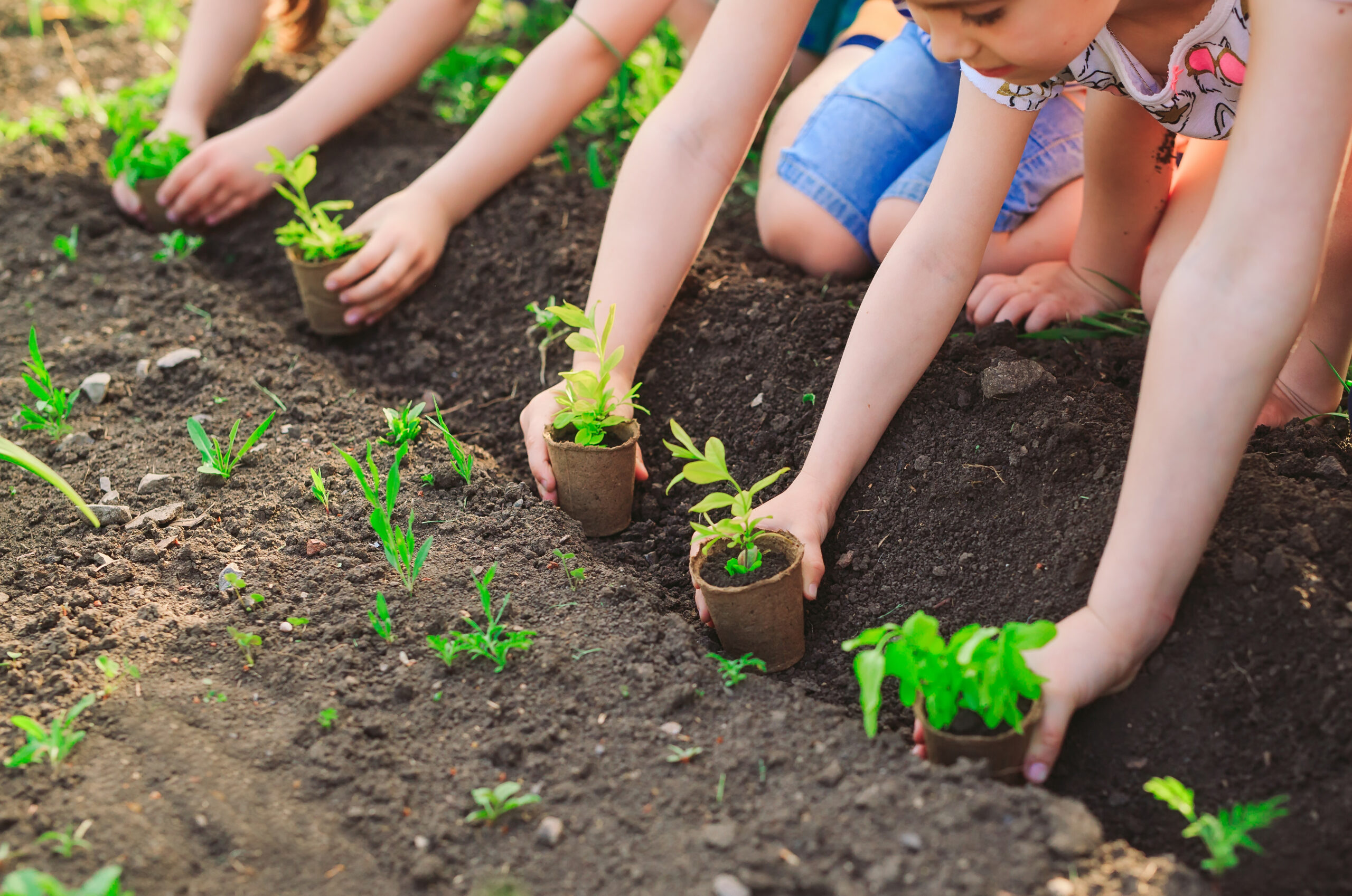 Children's hands planting young tree on black soil together as t